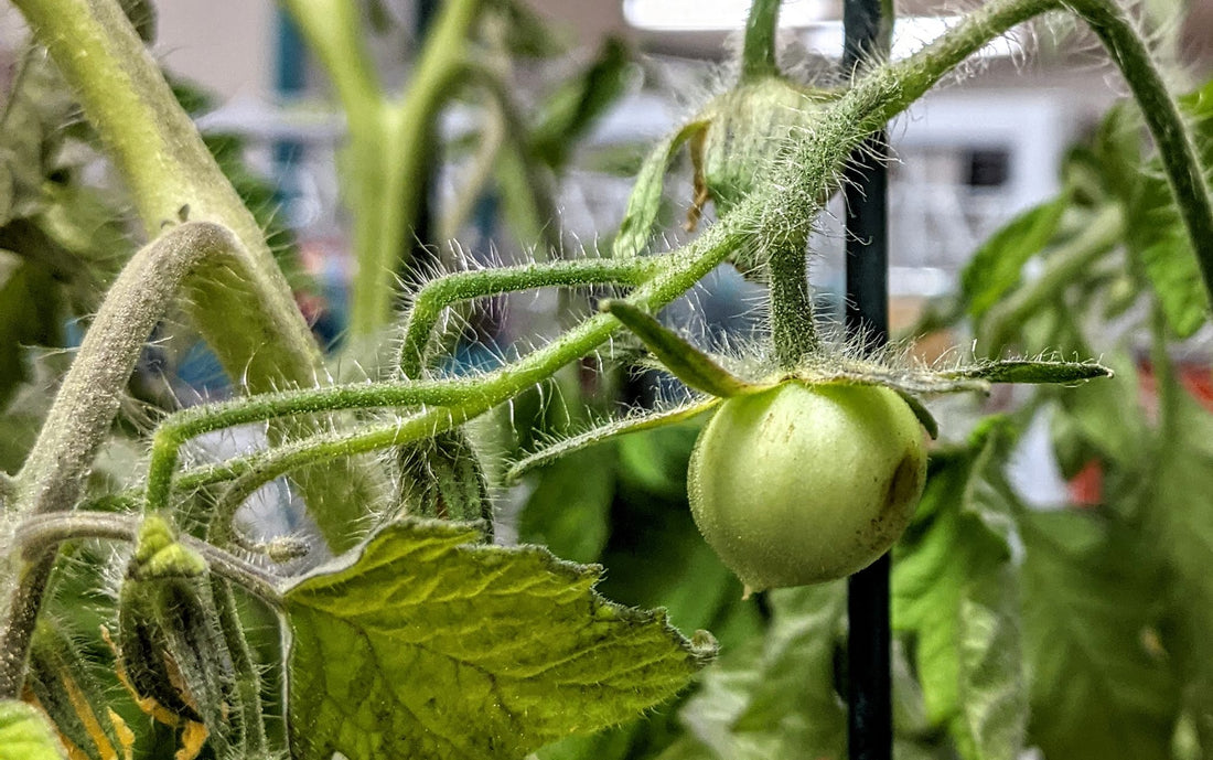 2022 Tomatoes & Peppers | Spokane Art Supply