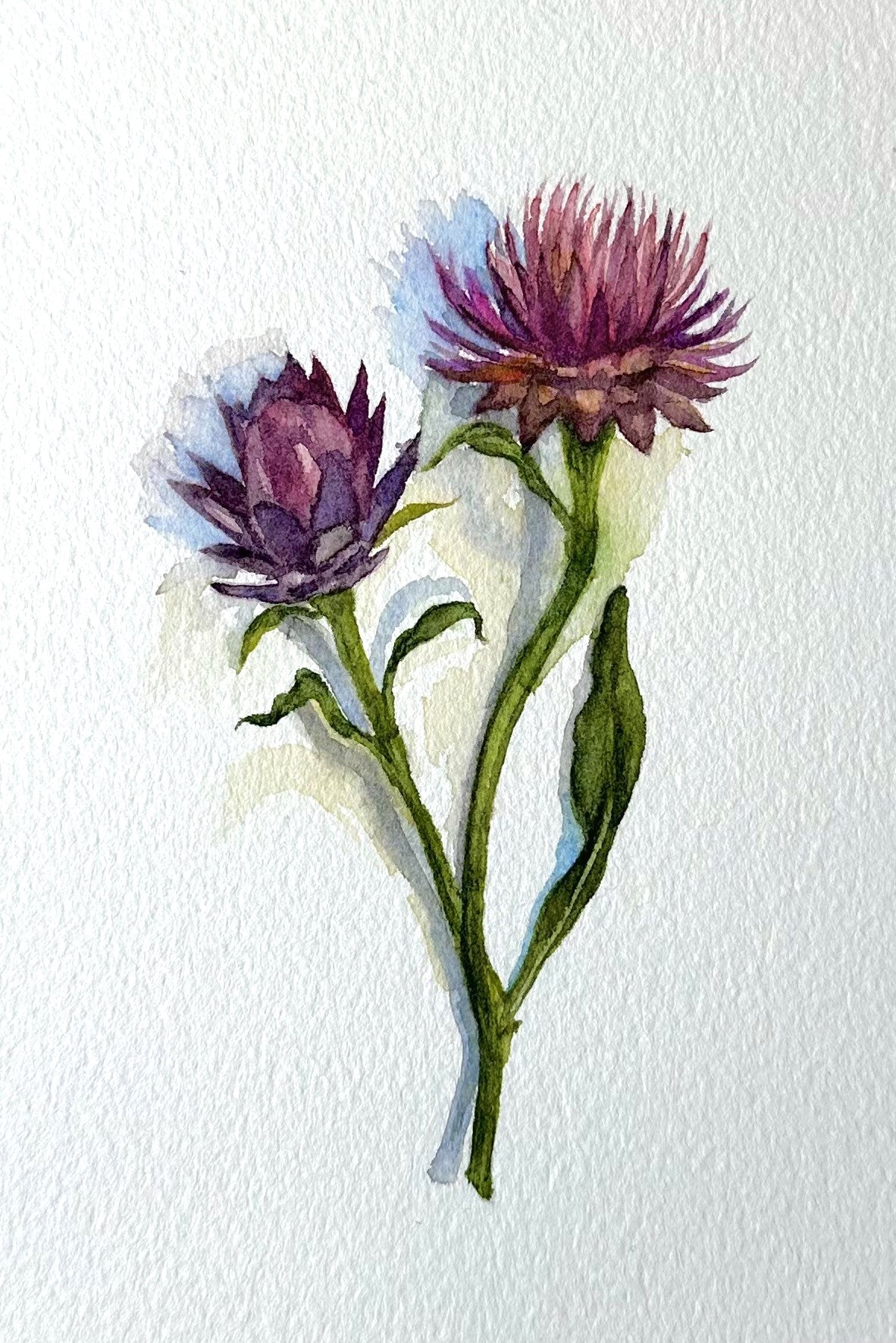 Still Life Painting From the Garden using Winsor & Newton Watercolors with Kristen Brown